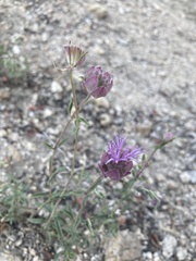 Monardella odoratissima