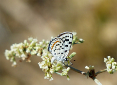 Euphilotes pallescens