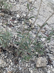 Monardella odoratissima