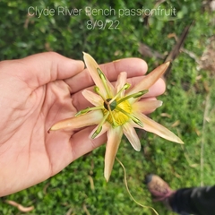 Passiflora herbertiana herbertiana