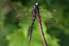 Somatochlora forcipata