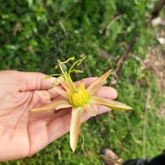 Passiflora herbertiana herbertiana
