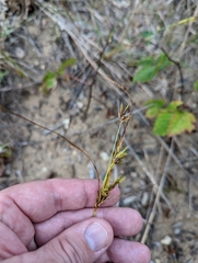 Cyperus schweinitzii