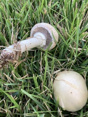 Stropharia coronilla
