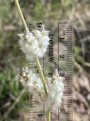 Froelichia arizonica