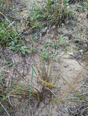 Cyperus schweinitzii