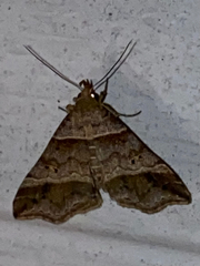 Phalaenophana pyramusalis