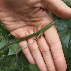 Passiflora herbertiana herbertiana