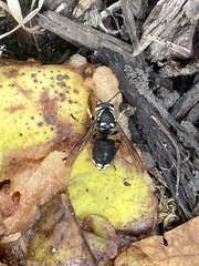 Dolichovespula maculata