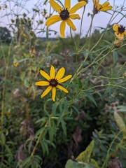 Coreopsis tripteris