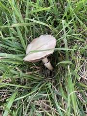 Stropharia coronilla