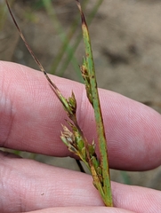 Cyperus schweinitzii