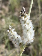 Froelichia arizonica