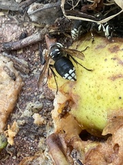 Dolichovespula maculata