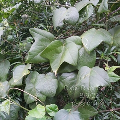 Passiflora herbertiana herbertiana