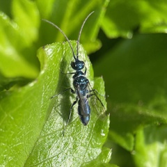 Trirogma caerulea