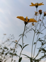 Coreopsis tripteris
