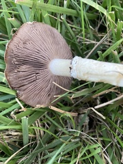 Stropharia coronilla