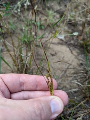 Cyperus schweinitzii