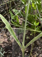 Froelichia arizonica