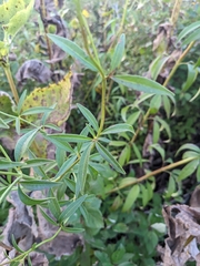 Coreopsis tripteris