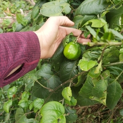 Passiflora herbertiana herbertiana