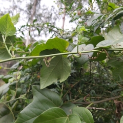 Passiflora herbertiana herbertiana