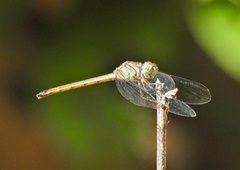 Lathrecista asiatica festa