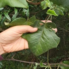 Passiflora herbertiana herbertiana