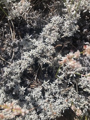 Eriogonum wrightii subscaposum