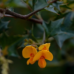 Podolobium ilicifolium