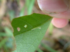Amphion floridensis