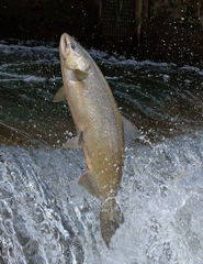 Oncorhynchus tshawytscha