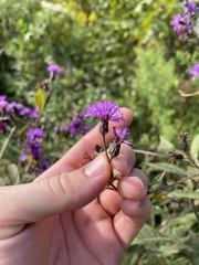 Vernonia missurica