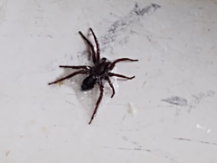Herpyllus ecclesiasticus
