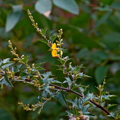 Podolobium ilicifolium