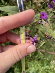 Vernonia missurica