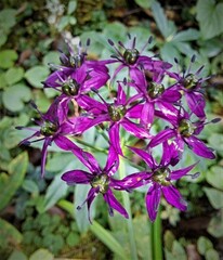 Allium wallichii