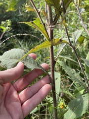 Vernonia missurica