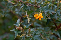 Podolobium ilicifolium