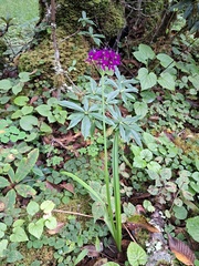Allium wallichii