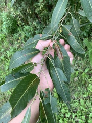 Salix eriocephala