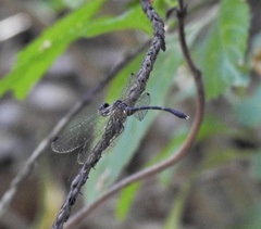 Nannophlebia eludens