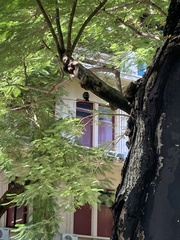 Corvus macrorhynchos levaillantii