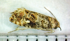 Paralobesia
