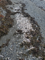 Mallotus catervarius