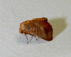 Isa textula