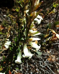Epacris obtusifolia