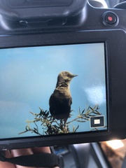 Cincloramphus cruralis