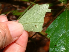 Amphion floridensis